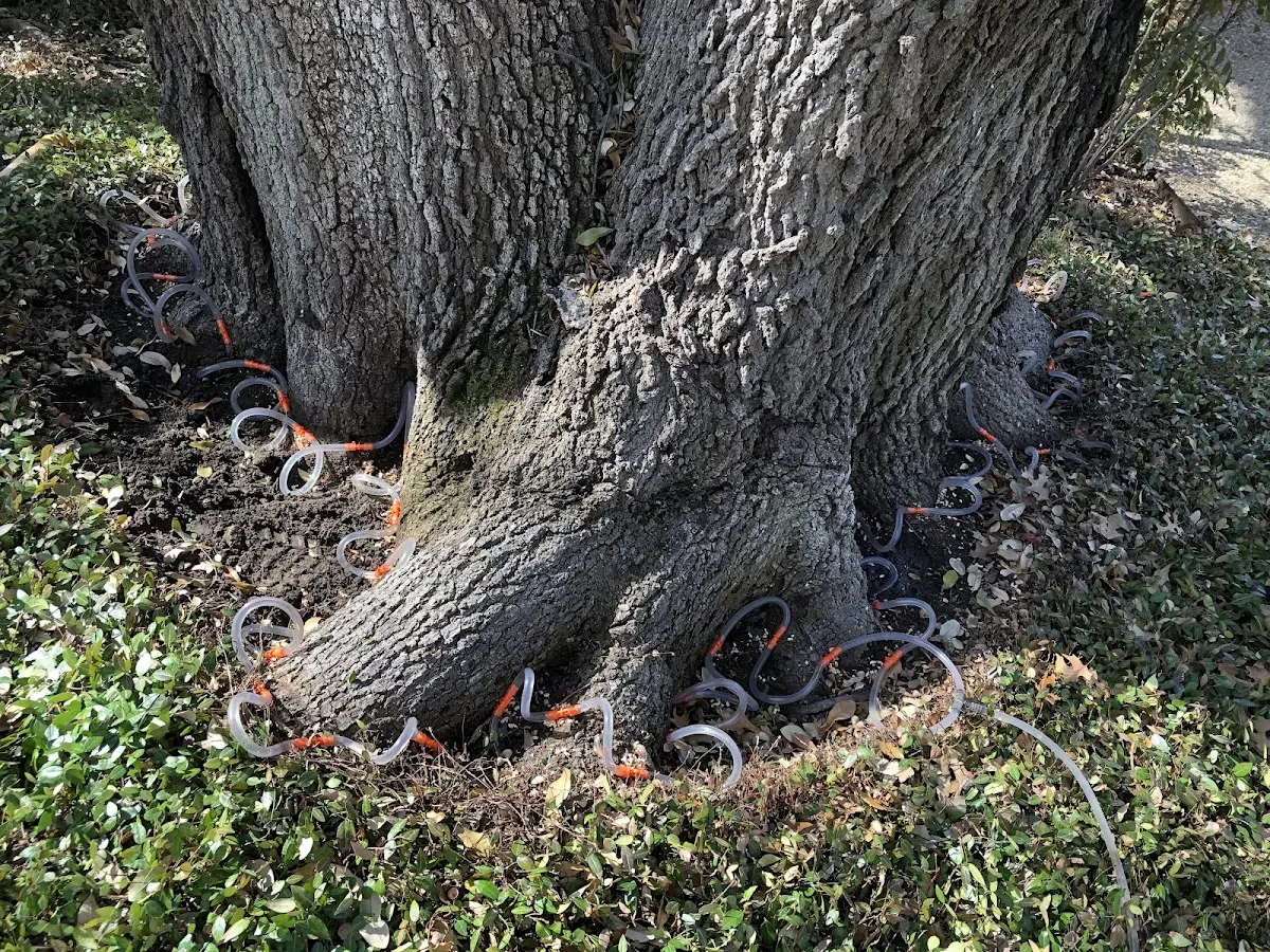 Detailed Tree Cabling and Bracing job site in Canjilon